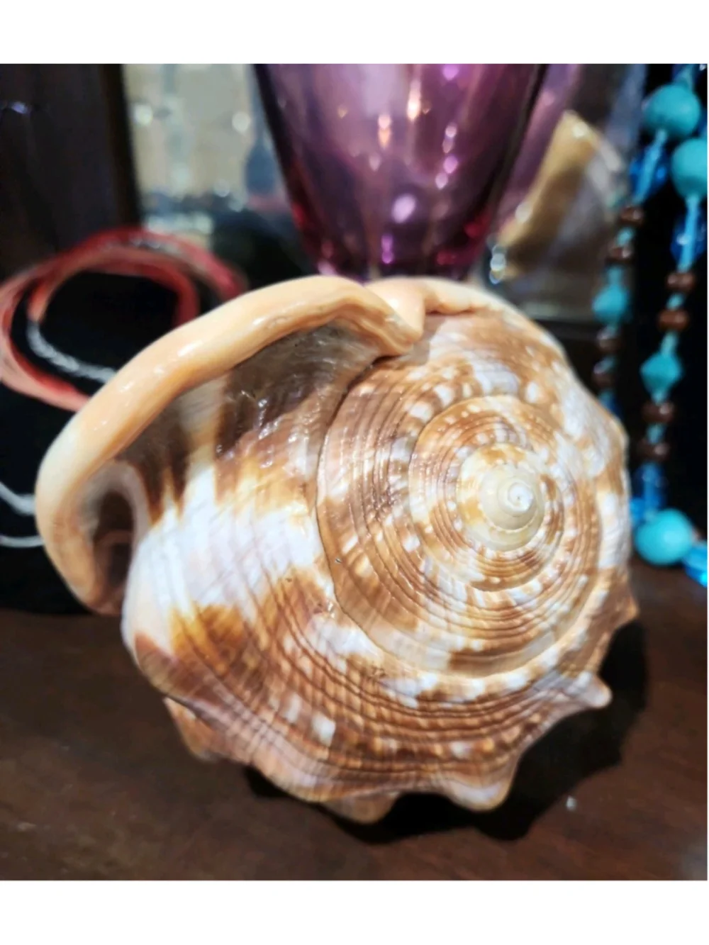Natural Red Cameo Cypraecassis Conch Sea Shell 6x5x4